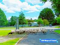 🇳🇿 Farm Tour @ Agrodome, Rotorua
