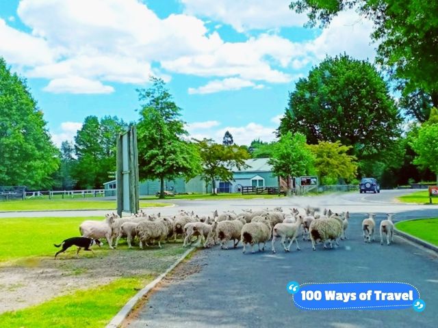 🇳🇿 Farm Tour @ Agrodome, Rotorua