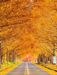 水杉林蔭大道
