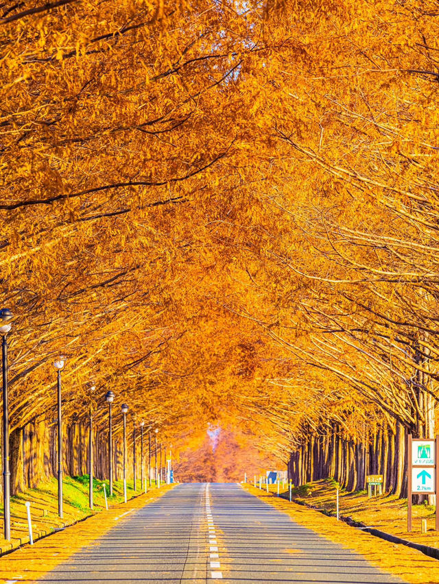水杉林蔭大道