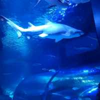 Sea Life Bangkok Ocean World