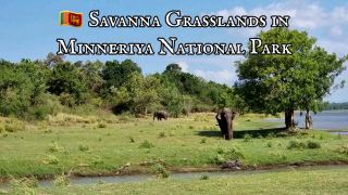 🇱🇰 Savanna Grasslands in Minneriya National Park
