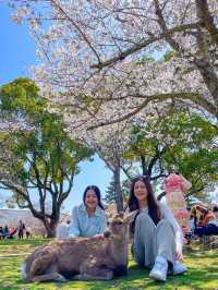 【奈良】鹿と大接近🦌鹿に襲われないコツ！