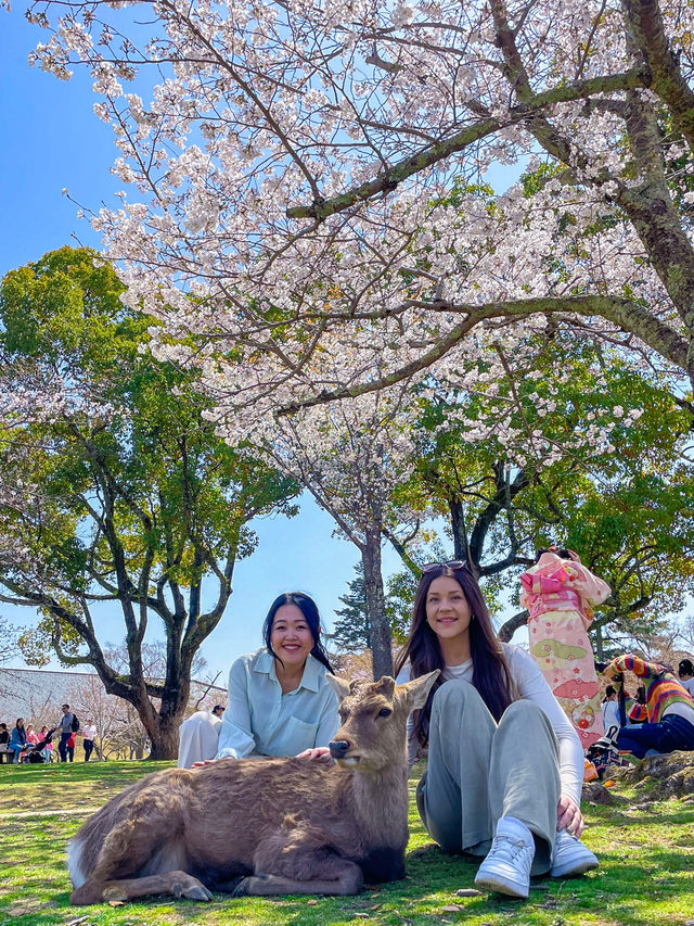 【奈良】鹿と大接近🦌鹿に襲われないコツ！
