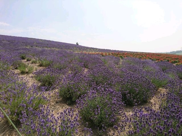【かんのファーム:北海道上富良野】綺麗なお花が咲く美しい場所🌷