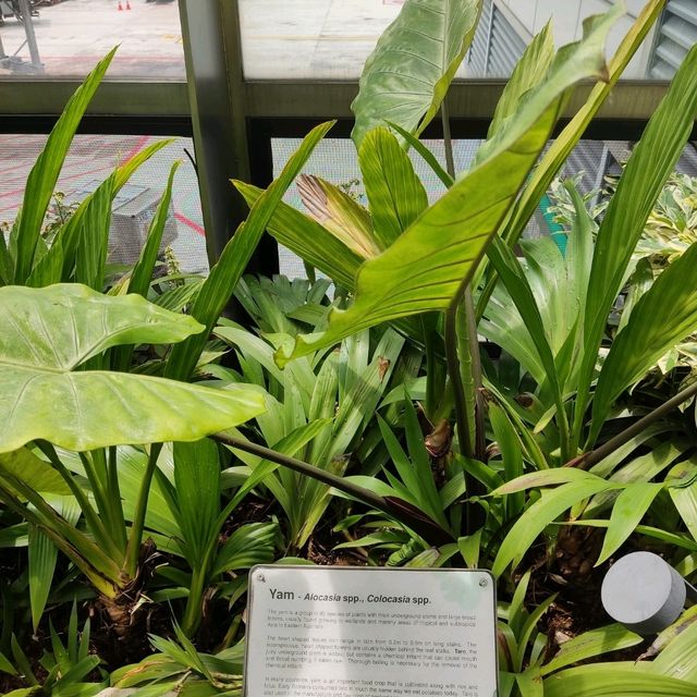 Water Lilly Garden at Changi