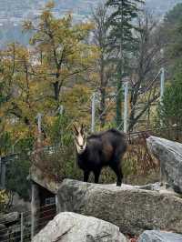 奧地利因斯布魯克動物園