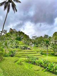 Embracing Nature at Ceking Rice Terrace