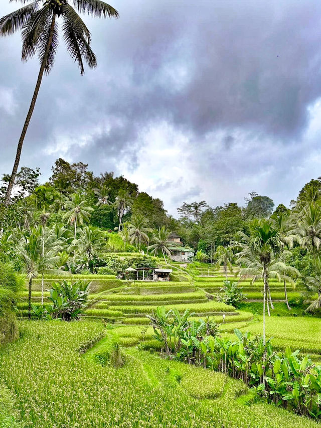 Embracing Nature at Ceking Rice Terrace