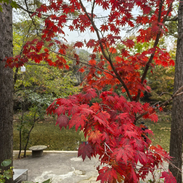 杮其溪谷：紅葉中的秋日🌳🍁