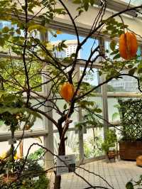 香港公園🫶🏻期間限定香花展覽‼️週末好去處