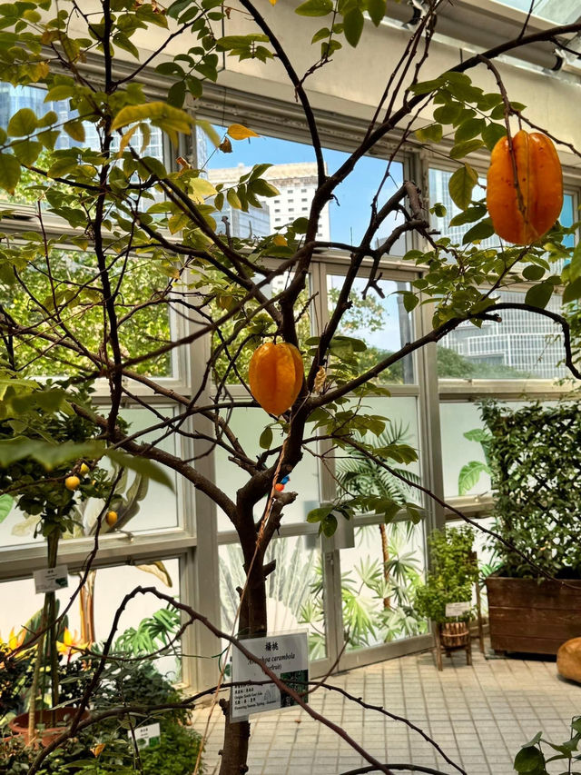 香港公園🫶🏻期間限定香花展覽‼️週末好去處