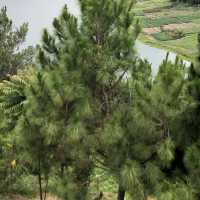#natural beauty lake Toba, Samosir island #quiet yet serene ambient 