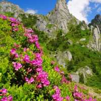 Switzerland in Spring: A Wonderland in Bloom 🌸