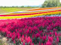 【北海道】絶景✨美しすぎてうっとり！花の絨毯💐