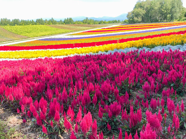 【北海道】絶景✨美しすぎてうっとり！花の絨毯💐
