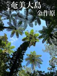 【奄美大島】金作原