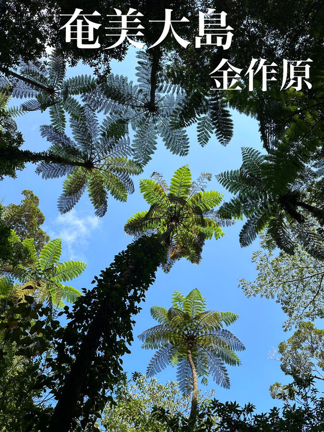 【奄美大島】金作原