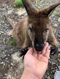 ニュージーランド｜距離が近い！アットホームな動物園・Hanmer Springs Animal Park
