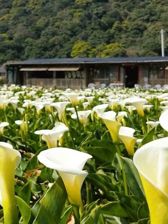 台北賞花海勝地「陽明山 竹子湖」🌸