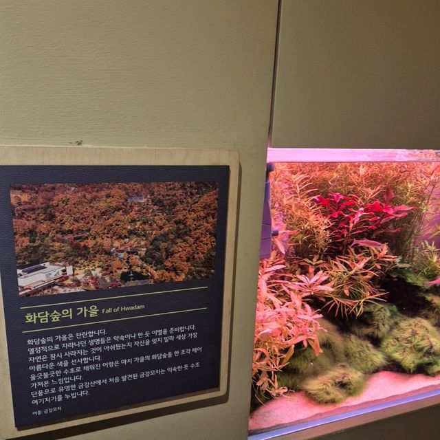 🏞비바리움을 연상케하는 자연 아쿠아리움 화담숲자연생태관🏞