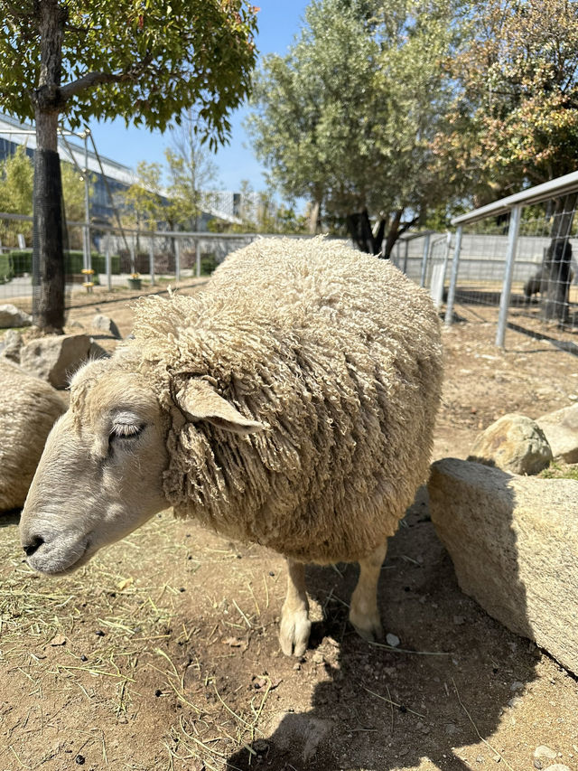 再次近距離親親小動物🦘🐑🐫