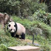 Wild Encounters: A Day at Guangzhou Safari Park