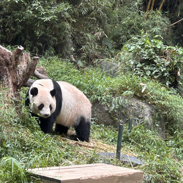 Wild Encounters: A Day at Guangzhou Safari Park
