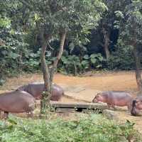 Wild Encounters: A Day at Guangzhou Safari Park