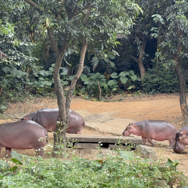 Wild Encounters: A Day at Guangzhou Safari Park