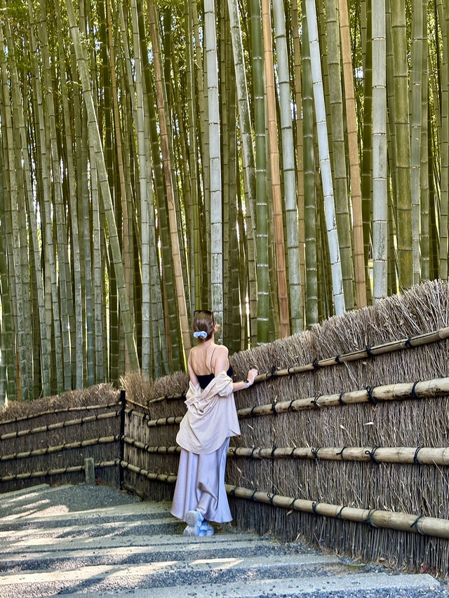 Less Crowded Bamboo Grove in Kyoto 🎋