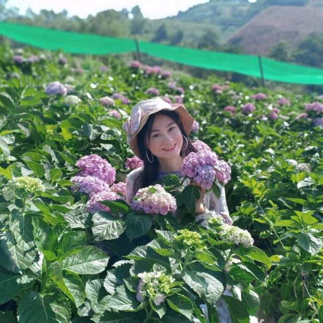 Hydrangea Cafe 🌸🏵