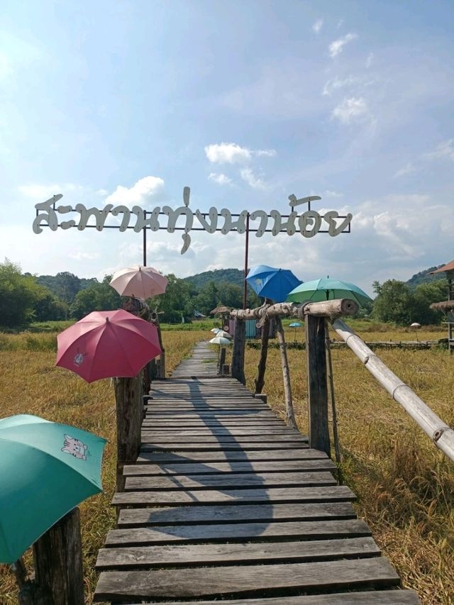คาเฟ่ฟิวธรรมชาติ