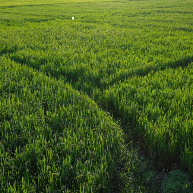 “Breathe Rice Valley”