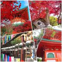 如意輪寺，紅葉呈現出夢幻美景