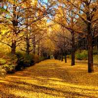 景點推薦：昭和記念公園——秋天的黃葉與自然美景