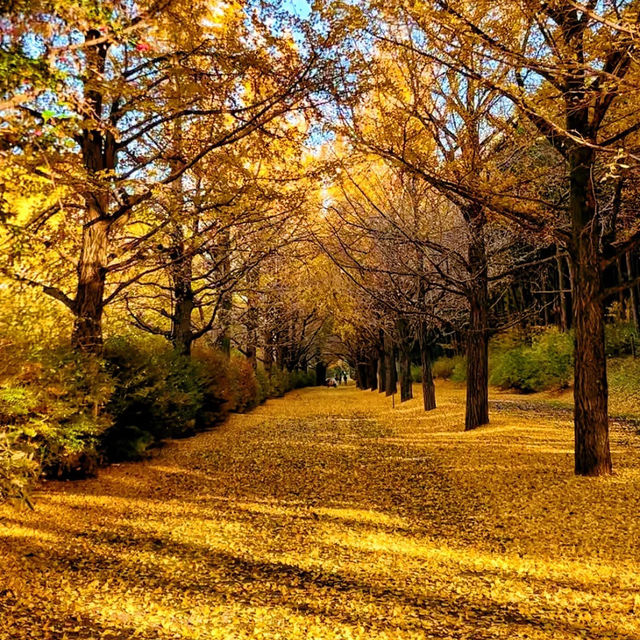 景點推薦：昭和記念公園——秋天的黃葉與自然美景