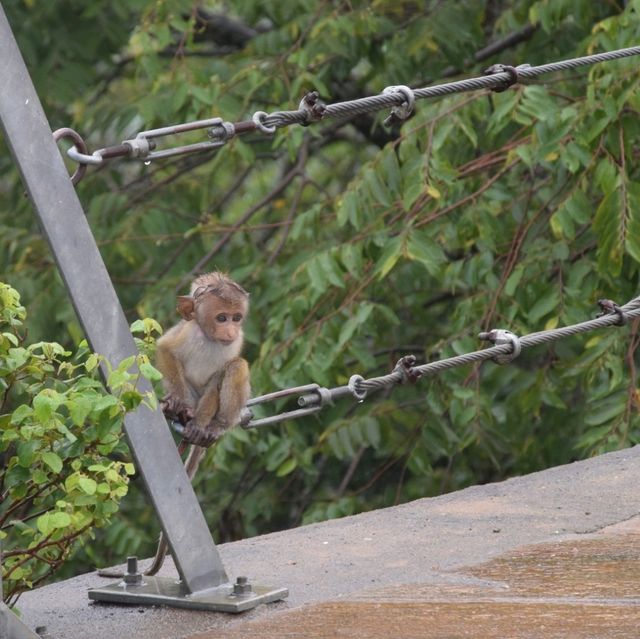Mihinrale: exploration of Buddha statues and monkeys