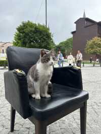 [トルコ　イスタンブール、カッパドキア] 猫天国な国トルコ！