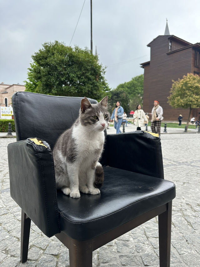 [トルコ　イスタンブール、カッパドキア] 猫天国な国トルコ！