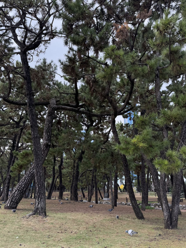 해운대 앞 작은 소나무 숲 송림공원