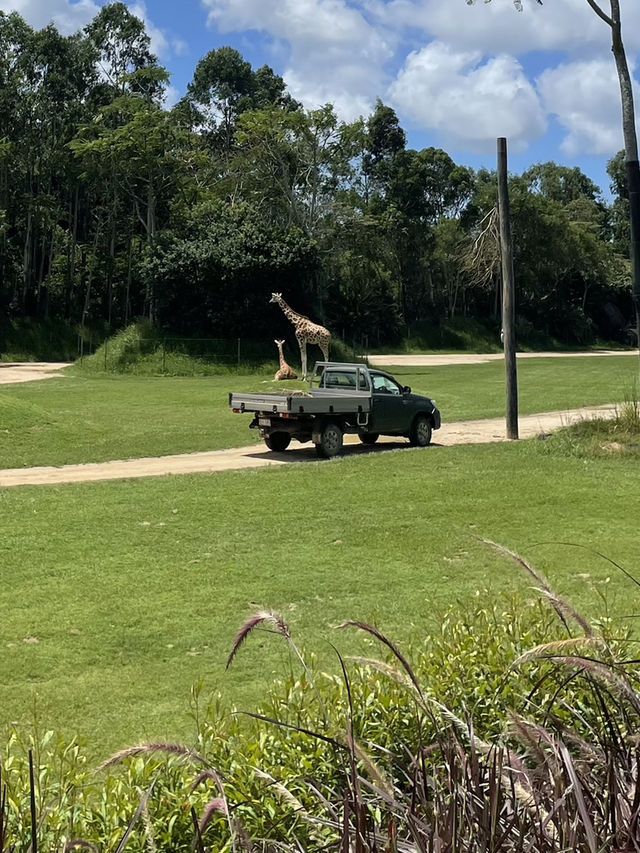 동물들을 가깝게 만나볼 수 있는 호주 브리즈번의 Australia Zoo