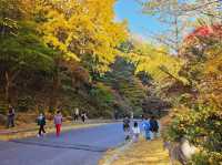 The glittering foliage at Yeonhwagyo, Guinsa at Danyang