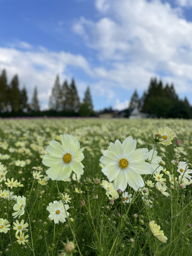広島観光☺️🌼世羅高原農場🌸☺️四季折々の花々を楽しもう💐