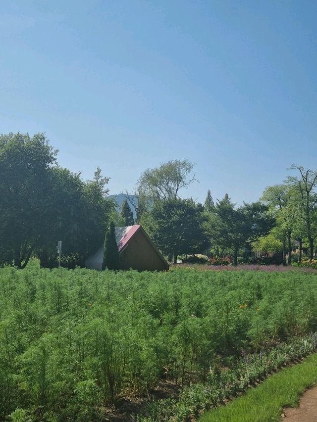 가을 꽃의 향연, 순천만정원