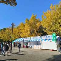 東京賞銀杏/楓葉：光丘公園