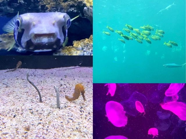 สำรวจโลกใต้ทะเลที่ Bangsaen Aquarium 🐠