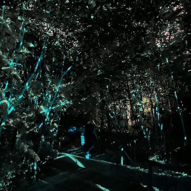 大阪景點|走進夜間奇幻世界—大阪長居植物園teamLab