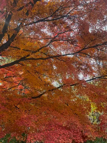 🍁 紅葉が織りなす秋の楽園:軽井沢の紅葉 🍂