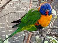 Close Encounters at Caversham Wildlife Park: Kangaroos, Koalas, Wombats and More
